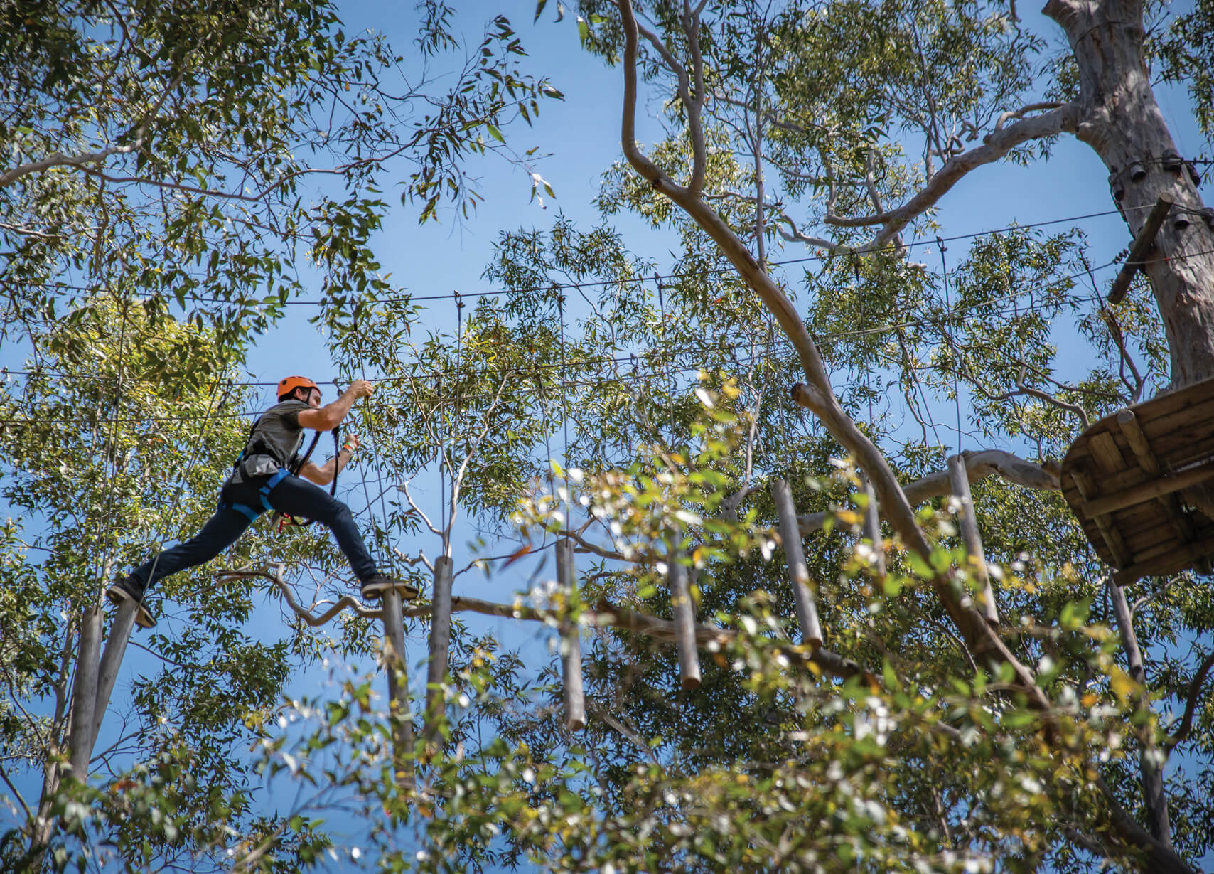 Treetops-adventure-western-sydney6. Jpg