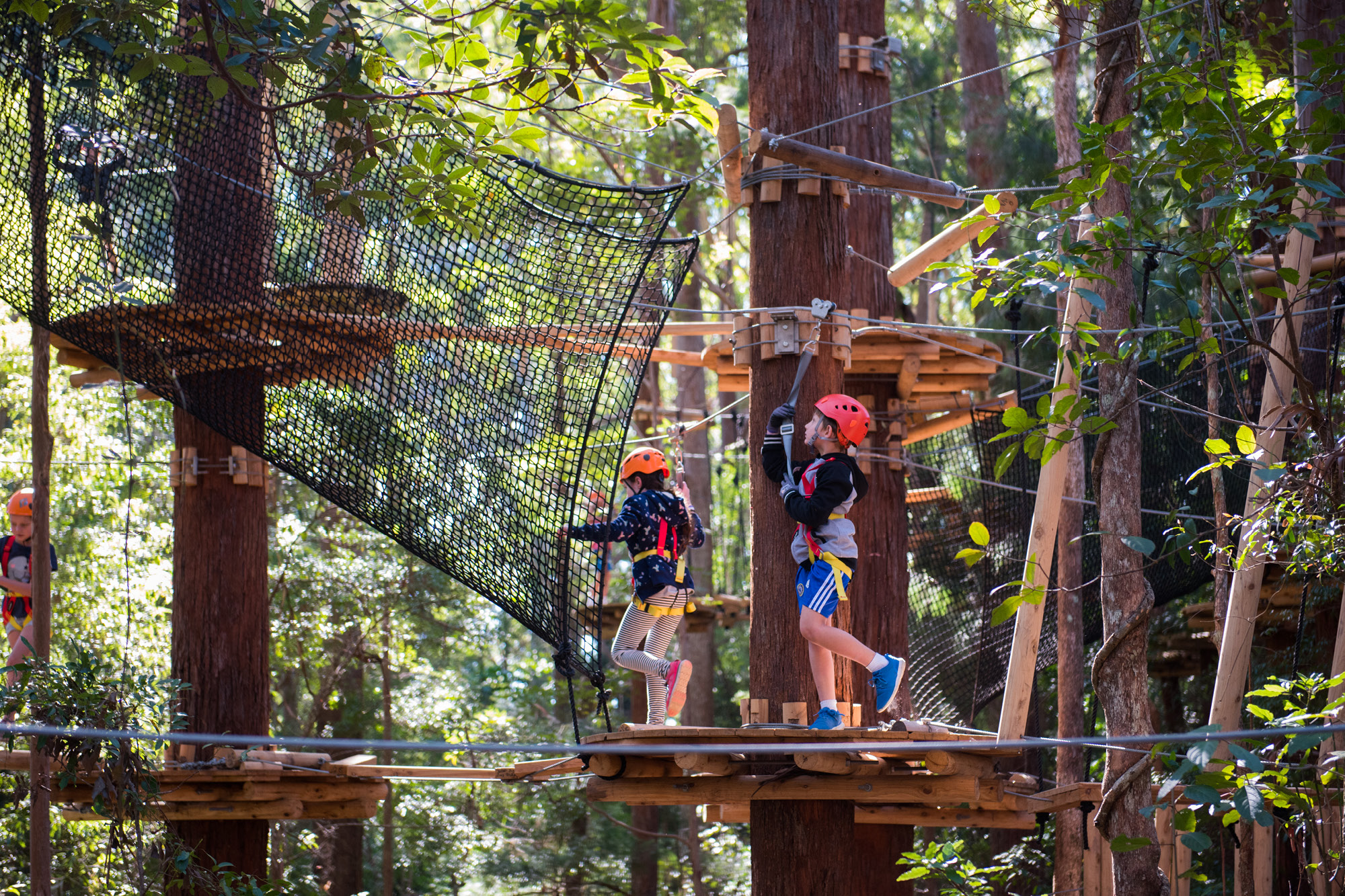 Treetops Adventure Belgrave | High Ropes & Zipline Adventure in Dandenong Ranges