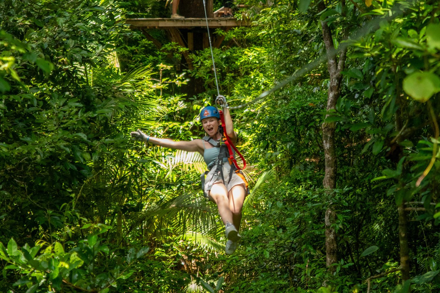 Treetops Adventure Cape Tribulation | Zipline in the Daintree Rainforest