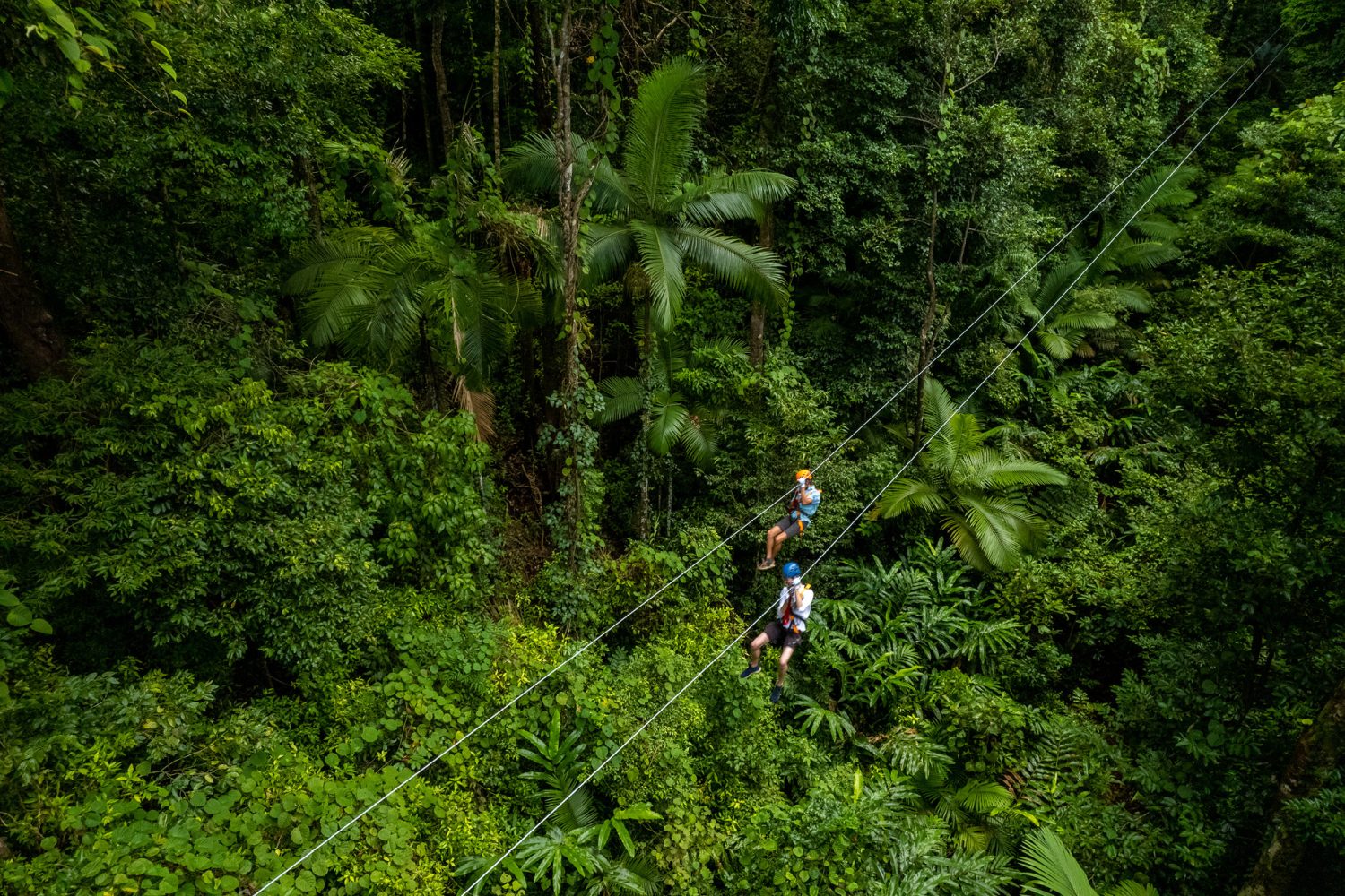 Treetops Cape Tribulation Daintree Zipline Tour
