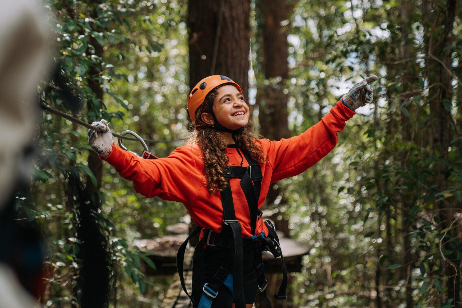 Tree ropes in the Ourimbah state forest