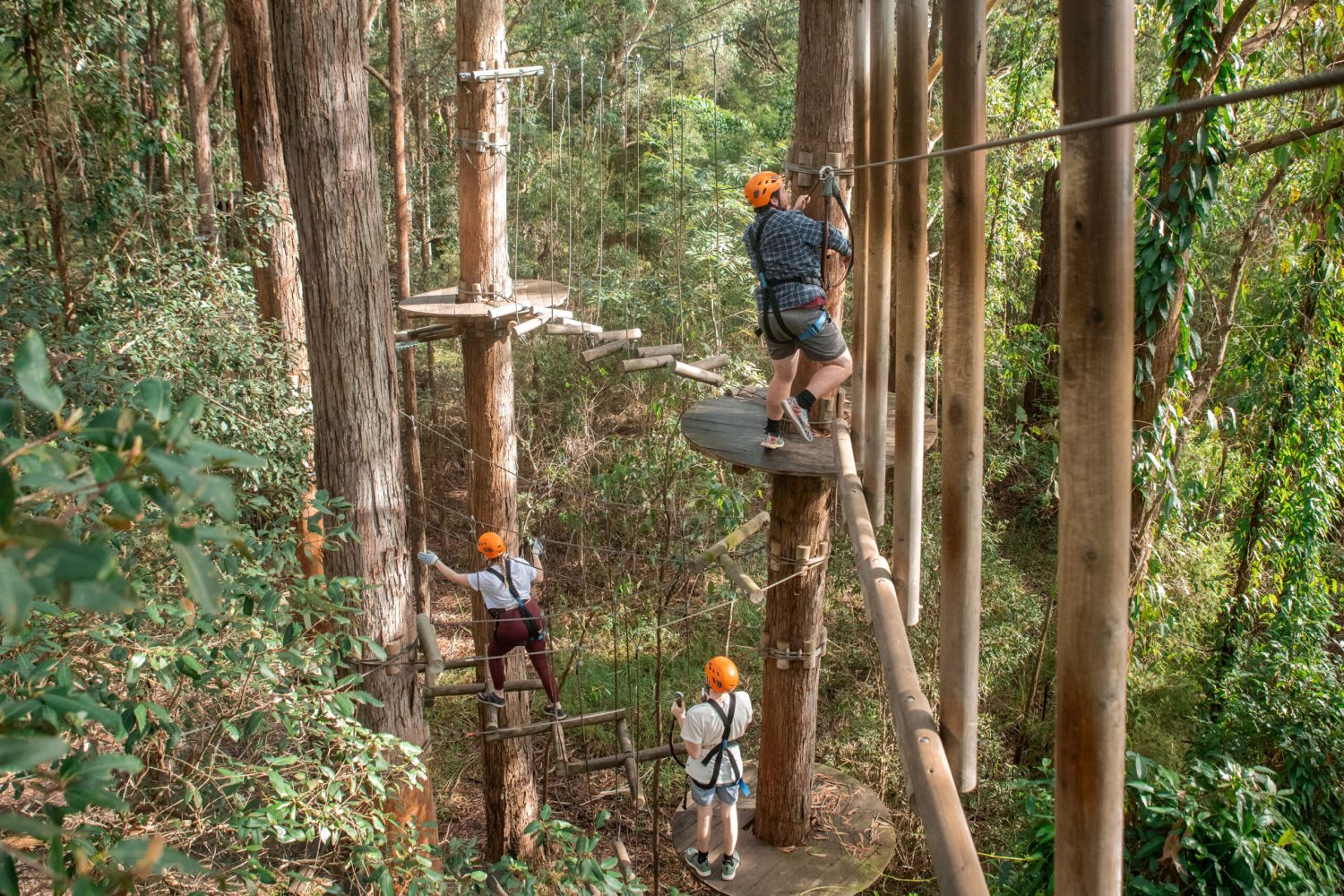 Overview of the tree ropes courses