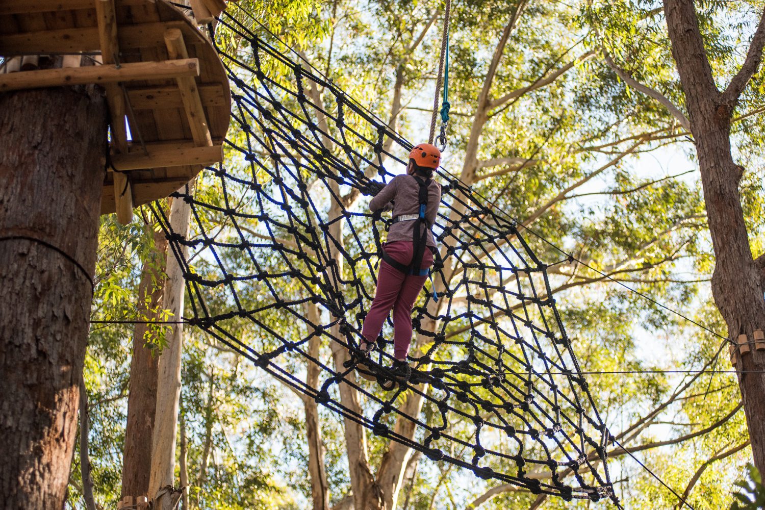 Treetops Adventure Coffs Harbour | Scenic Zipline & Tree Ropes Park