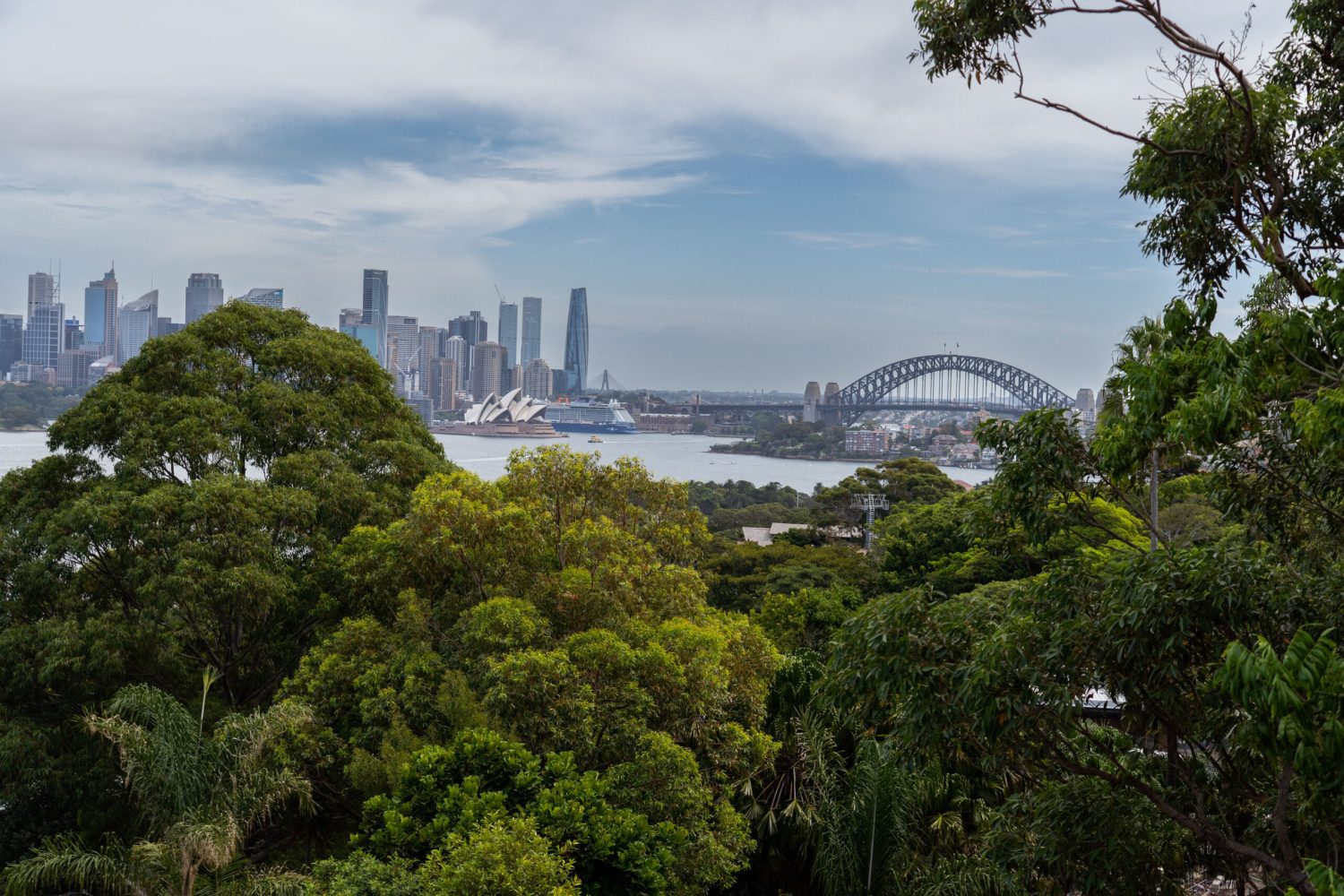 View of Sydney Harbour Treetops Adventure Wild Ropes at Taronga Zoo